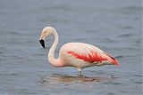 Chilean Flamingo